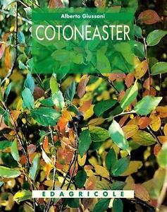 Immagine copertina Cotoneaster