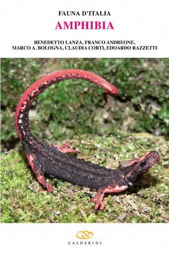 Immagine copertina Fauna d'Italia Vol. XLII - Amphibia